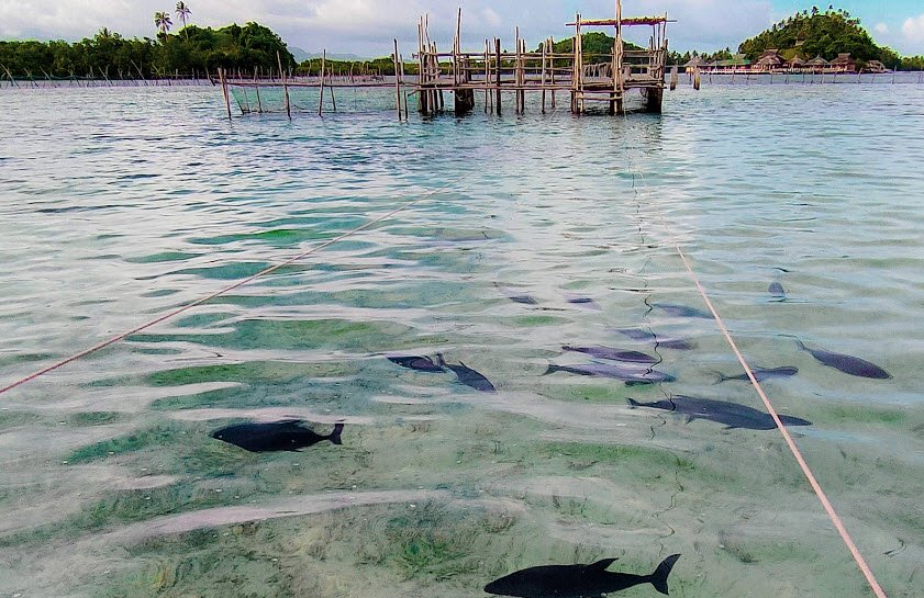 Juag Fish Sanctuary, Philippines , Philippines
